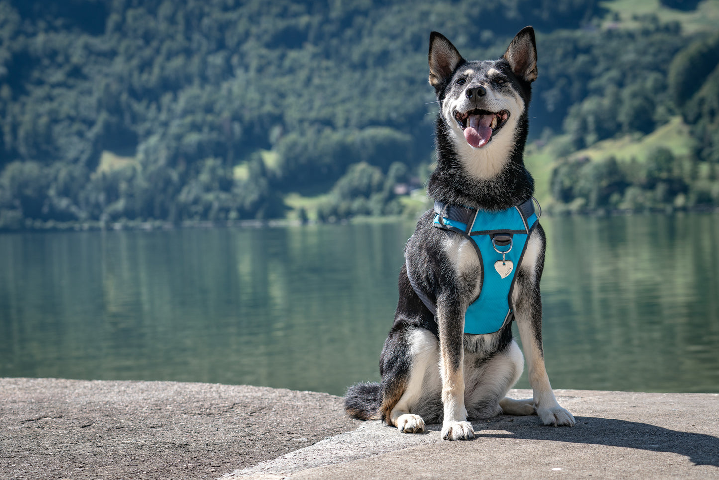 Dog Padded Harness Cool Grey