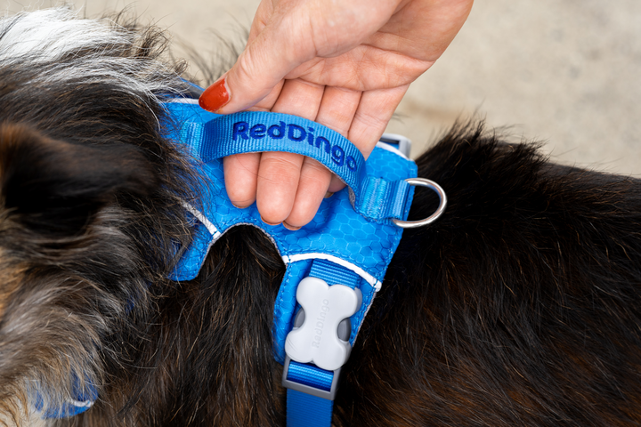 Sport Harness Electric Blue