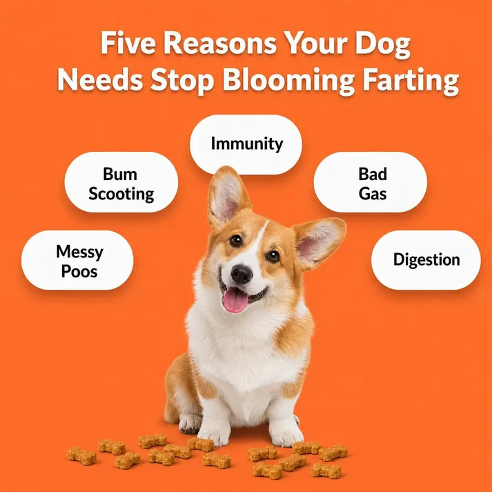 Stop Blooming Farting Treats Chicken Flavour