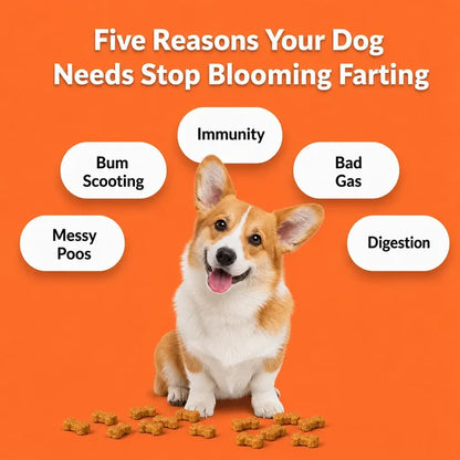 Stop Blooming Farting Treats Chicken Flavour