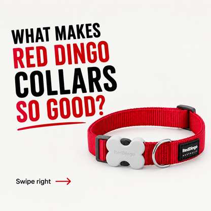 Dog Collar Classic Electric Blue