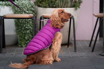 Puffer Jacket Plum/Hot Pink