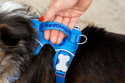 Sport Harness Red