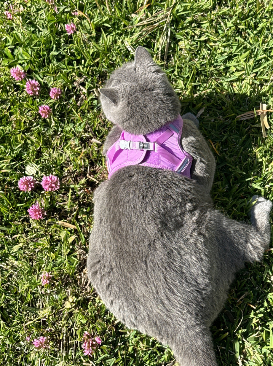 Cat Mesh Harness  - Mauve