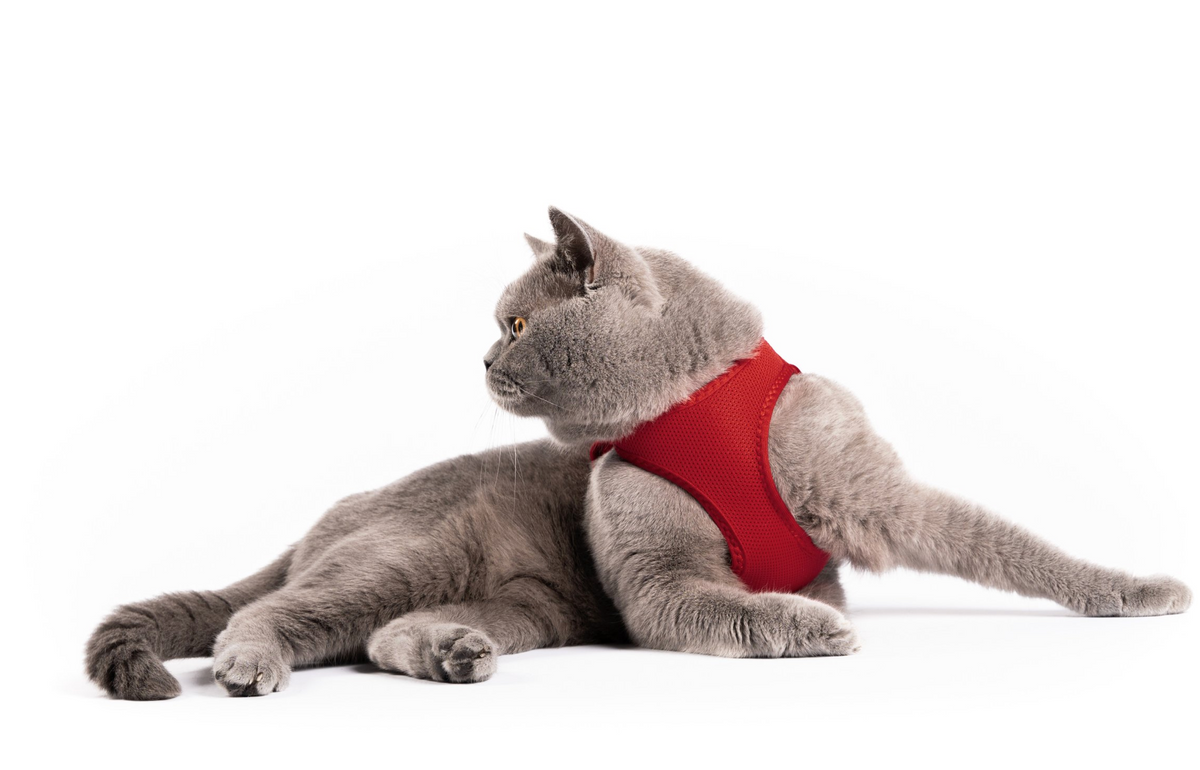 Cat Mesh Harness  - Mauve