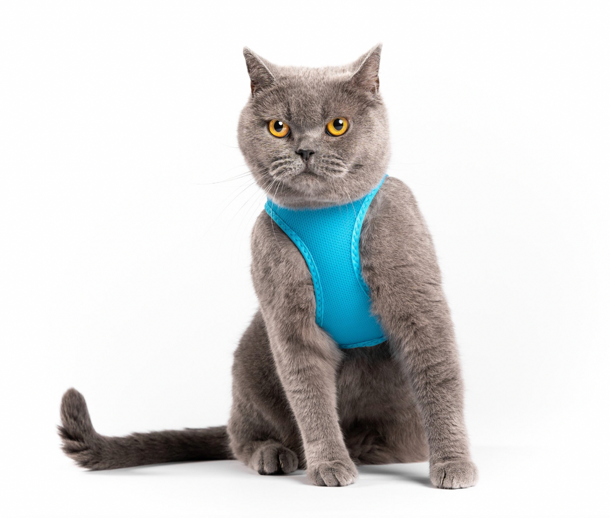 Cat Mesh Harness  - Mauve