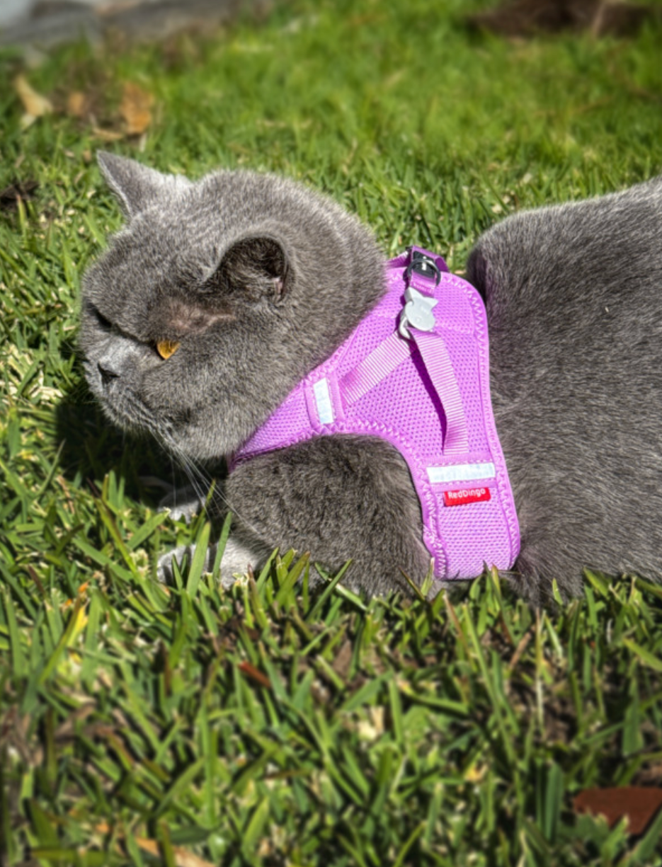 Cat Mesh Harness  - Mauve