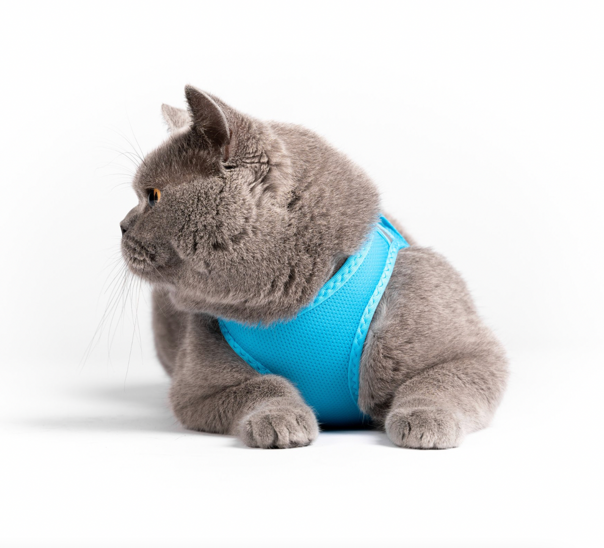 Cat Mesh Harness  - Turquoise
