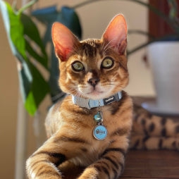 Cat accessories