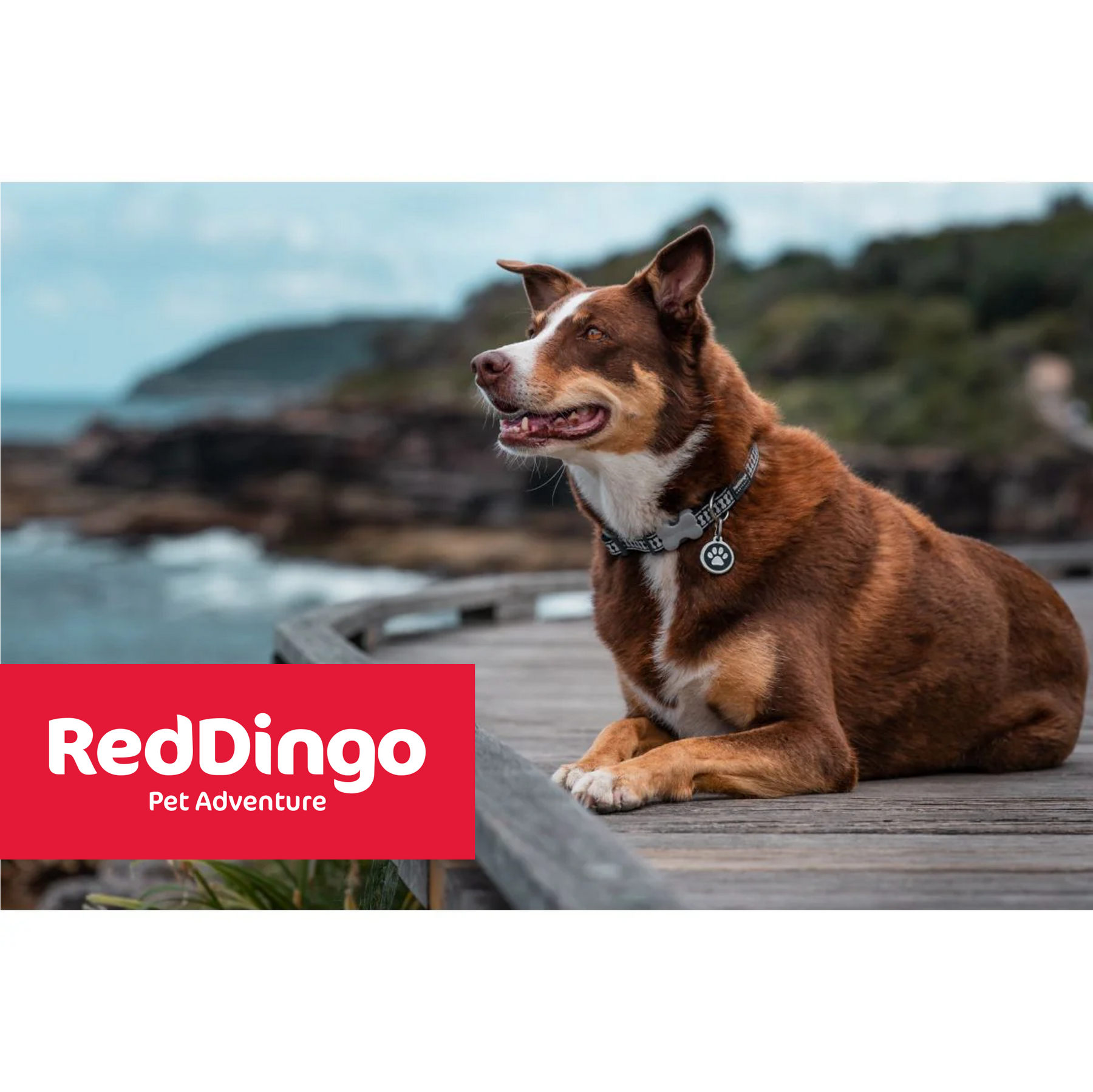 Premium pet products, ready for your shelves.