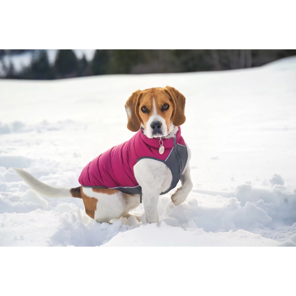 Puffer Jacket Plum/Hot Pink