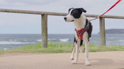 Dog Superlead Design Rainbow Red